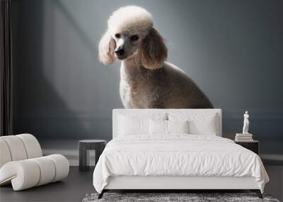 Medium shot portrait photography of a curious poodle scratching the body against a minimalist or empty room background. With generative AI technology Wall mural