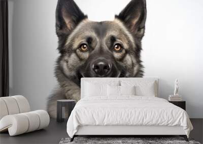 Portrait of a smiling norwegian elkhound over white background Wall mural