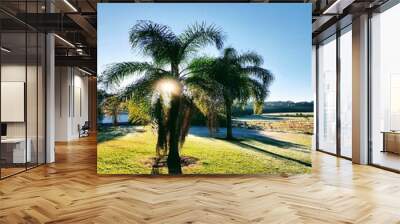 Imagem do paisagem com coqueiros no nascer do sol Wall mural