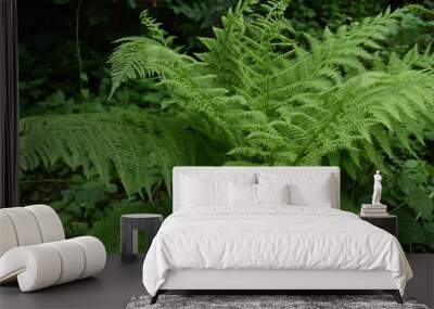 lady fern Athyrium filix-femina Wall mural