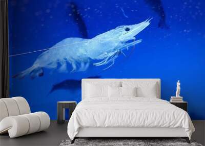 shrimps. king prawn in the aquarium. seafood. Korean delicacies. Wall mural