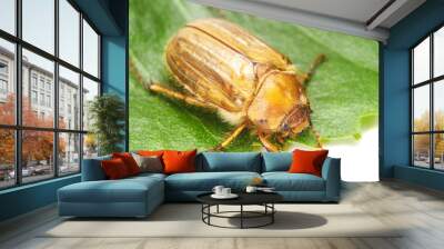 Brown june beetle Wall mural