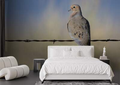 Mourning Dove on a barbed-wire fence at dawn Wall mural