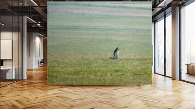 a spring curlew in low level flight over meadow on Salisbury Plain military exercise grounds Wiltshire  Wall mural