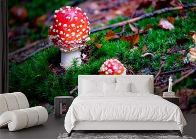 amanita muscaria, poisonous mushroom in the natural forest background Wall mural