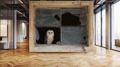 Barn owl portrait Tyto alba sitting in empty attic window frame of abandoned rural farm house in the country. Close up wildlife scene like from fairy tail during twilight time. Wall mural