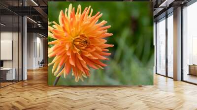 beautiful close-up of a Dahlia flower in summer bloom Wall mural