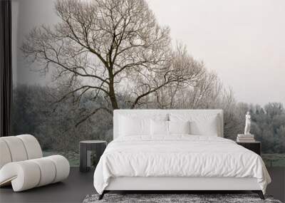 beautiful white winter frost coats the branches of two splendid oak trees seen square on Wall mural