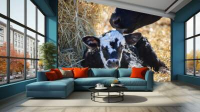 cow with calf Wall mural