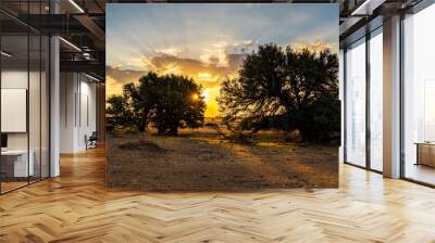 Sunlight through the trees Wall mural