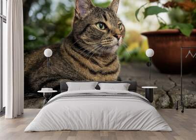 Brown tabby cat with black markings lying on weathered stone pavement in the foreground, with a blurred background of trees and potted plants. Wall mural