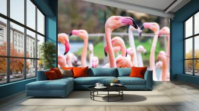 Detail of flamingo phoenicopterus bird head, pink color, portrait of head Wall mural