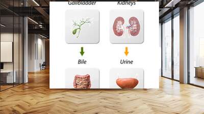 Detox Pathways, From entering toxins in liver to Neutralize and eliminated via kidneys and gall bladder. detoxification, 3d render Wall mural