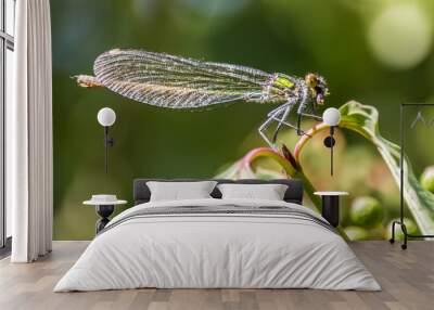 Macro of dragonfly on branch Wall mural