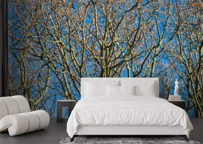 Leafless Aged Trees Against a Clear Blue Sky Wall mural