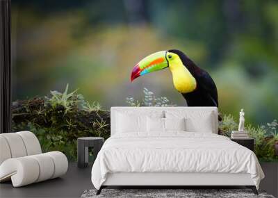 famous tropical bird with enormous beak,keel-billed toucan, ramphastos sulfuratus, perched on a moss Wall mural