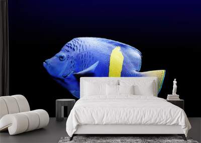 Isolated on black background , blue with bright yellow band colored coral fish with long fins, native to Red sea. Halfmoon angelfish, Pomacanthus maculosus, saltwater aquarium fish. Wall mural