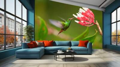 Rufous-tailed hummingbird, Amazilia tzacatl hovering over cluster of red and white flowers of tropical plant Psammisia sp.. Green hummingbird feeding on nectar, Bellavista Cloud Forest, Ecuador Wall mural