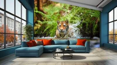 Siberian tiger, Panthera tigris altaica, walking in forest stream close to bank covered in fern. Direct view, low angle photo. Tiger in water in typical taiga spruce forest. Russia Wall mural