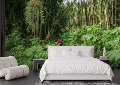 Rear view of a hiker in the bamboo forest zone of Gatango Forest in Aberdare National Park, Kenya Wall mural