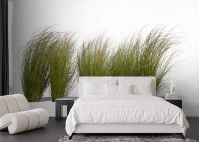 Row of ornamental grasses swaying in the wind isolated on white background Wall mural