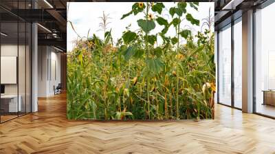 Scenic view of a Sunflower garden against the background at Mount Napak in Karamoja, Uganda
 Wall mural