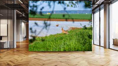 two rabbits playing on the field Wall mural