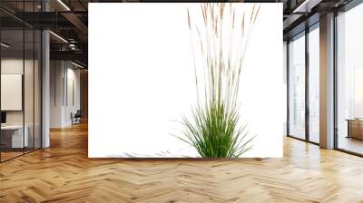 tuft of ornamental grass isolated on white background Wall mural