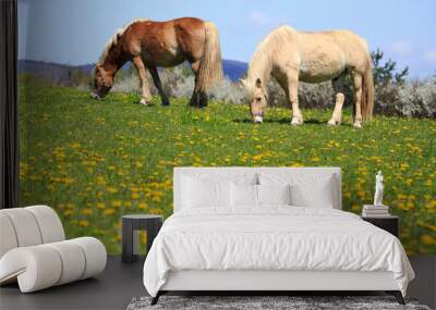 two horses on a meadow Wall mural