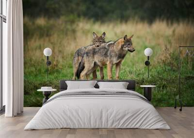 Two wolves - Canis lupus hidden in a meadow. Wall mural