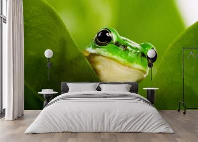 Frog peeking out Wall mural