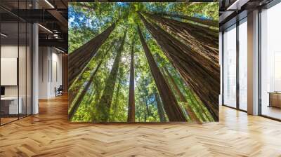 Giant redwoods in Muir Woods National Monument near San Francisco, California Wall mural