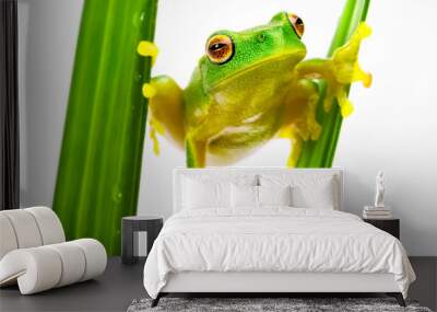 Small green tree frog holding on to grass blades Wall mural