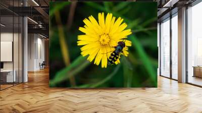 black and yellow fly sitting on yellow wildflower Wall mural