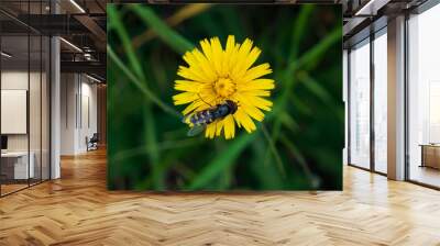 black and yellow fly sitting on yellow wildflower Wall mural