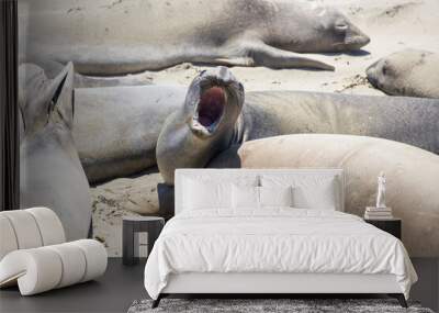 Elephant seals laying on a sand beach
 Wall mural