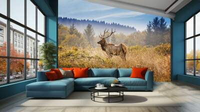 Elk with royal stags poses on a meadow in the Yosemite National Park Wall mural