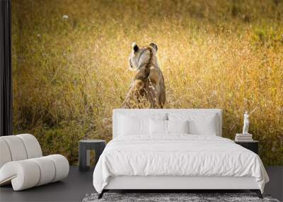 Lion sitting in the grass of the Serengeti, Tanzania Wall mural