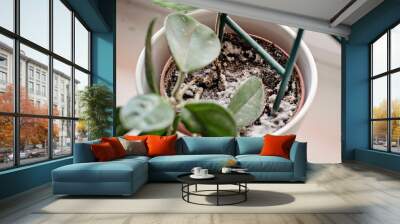 Mould growing on a soil in the flower pot with the house plant. Young hoya plant in humid. Wall mural