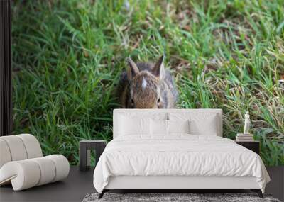 Rabbit sitting on the green lawn
 Wall mural