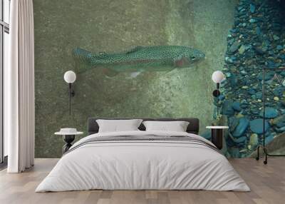 Rainbow trout underwater Wall mural