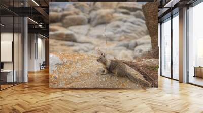 Squirrel sitting on a rock Wall mural