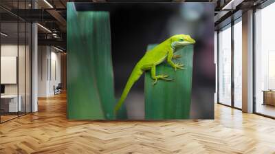 Texas / American green anole, lizard on a yucca plant. Copy space Wall mural