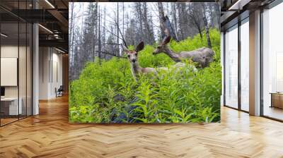 Two deer standing in lush green bushes in the forest Wall mural