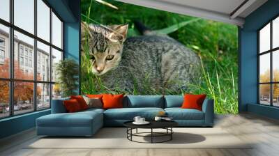 Cute kitten sitting in green grass Wall mural