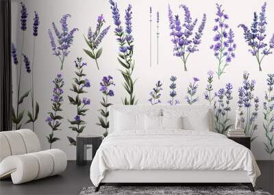 A set of lavender sprigs. Vector illustration isolated on a white background. Wall mural