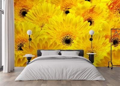 photo of yellow gerberas, macro photography and flowers background  Wall mural