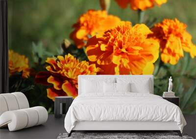 orange dahlia flower Wall mural