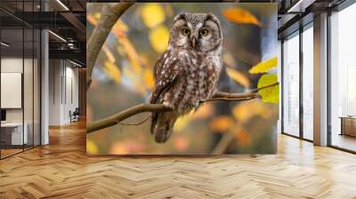 boreal owl in autumn leaves Wall mural