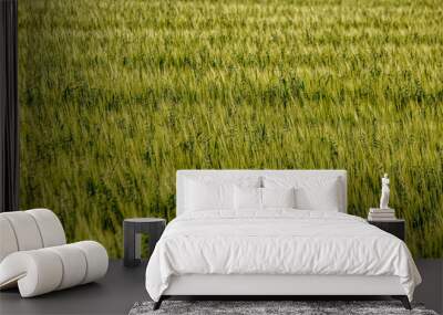 endless fields of crop ready for harvest in countryside Wall mural